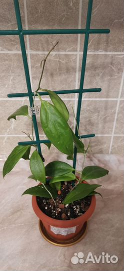 Хойя кутис порселана