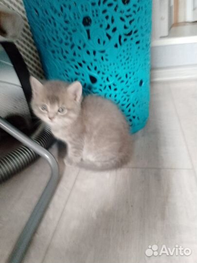 Отдам котят (мальчики)