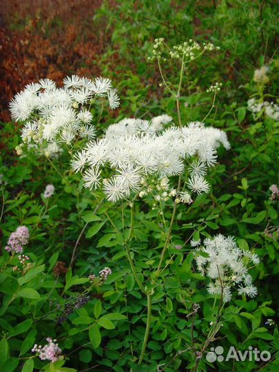 Цветы для дачи