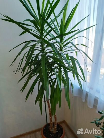 Пальма юкка