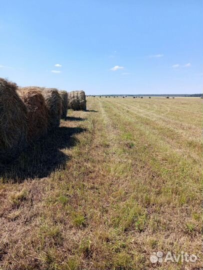 Сено в тюках