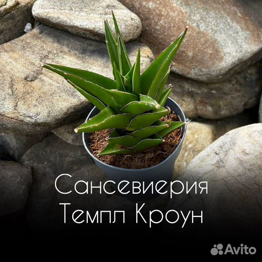 Сансевиерия Темпл Кроун