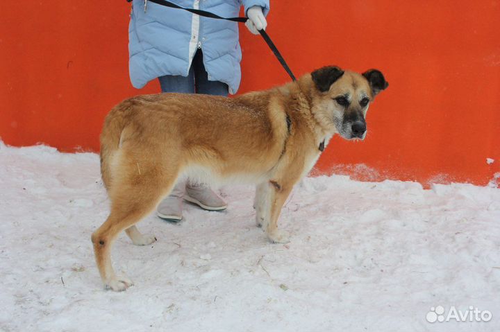 Спокойная собака из приюта в поиске дома