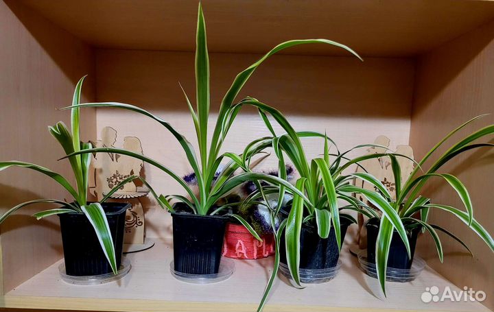 Хлорофитум кудрявый