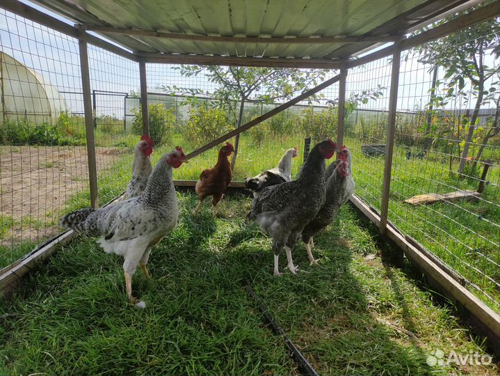 Молодые петухи