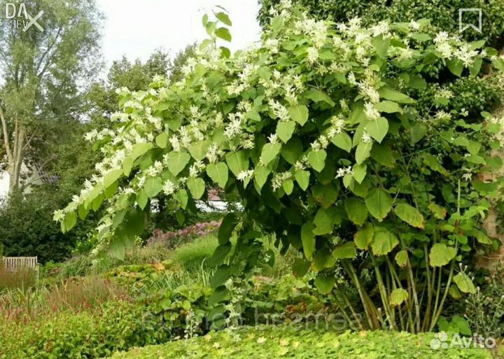 Горец или Сахалинский бамбук.Полезные листья