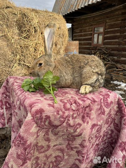 Кролики Фландр