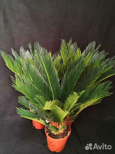 Пальма Цикас революта 14/50-58