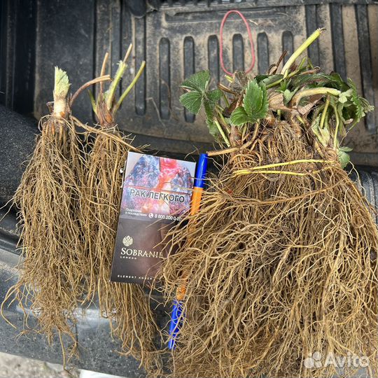 Рассада клубники фриго