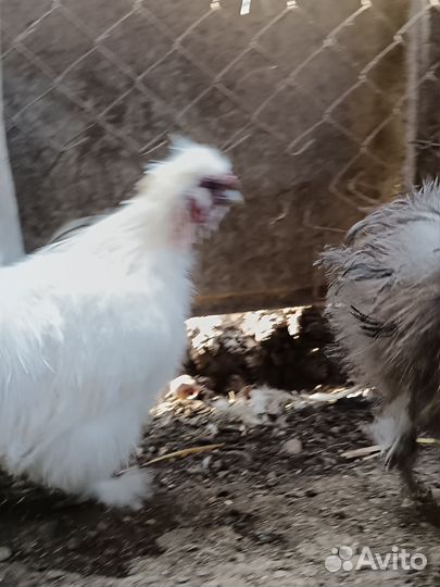 Китайская хохлатая петухи