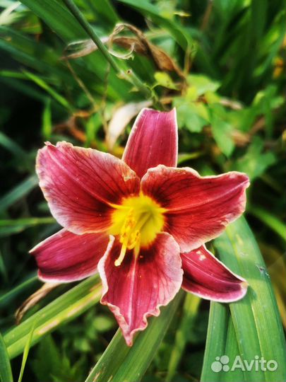 Лилейники,Хризантемы,Гортензия,Монарда и др