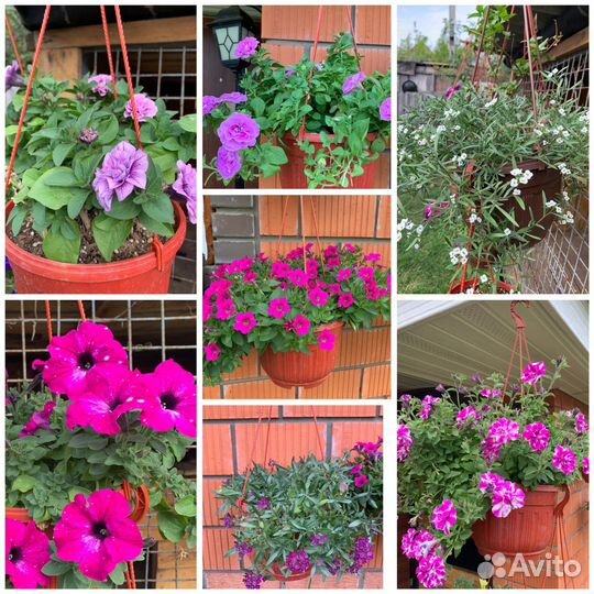 Петуния, алиссум в кашпо