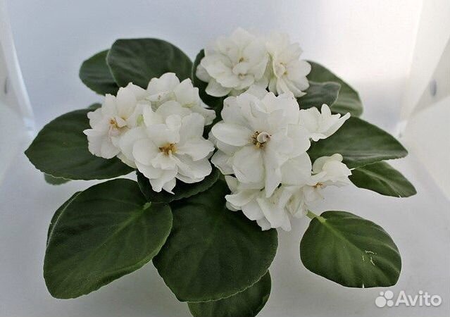 Фиалки сортовые