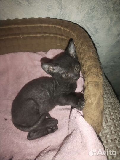 Кошки