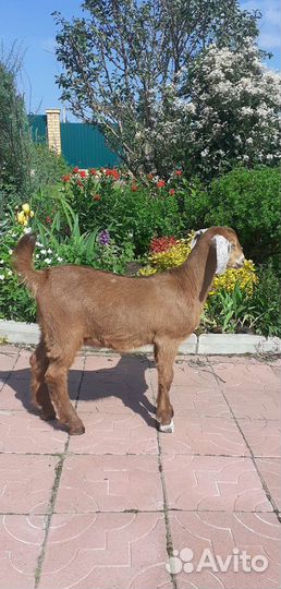 Козочки 50камори