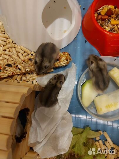 Джунгарский хомяк