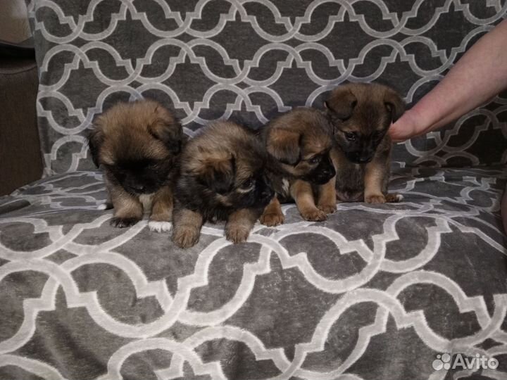Продам щенков