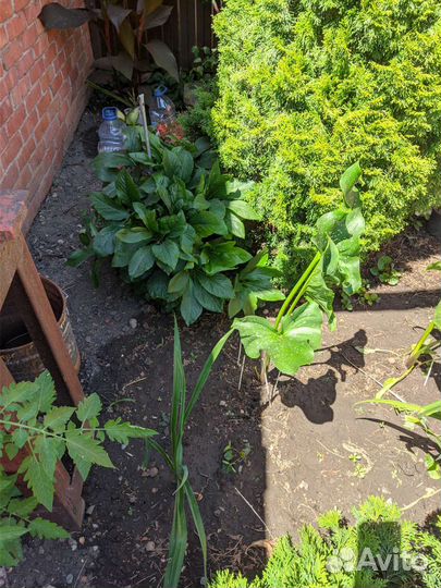 Цветы садовые