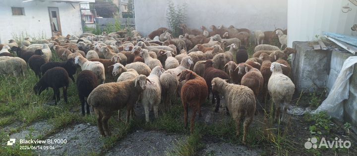Овцы бараны ягнята