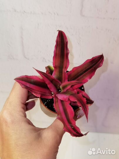 Криптантус рубин стар, комнатные растения