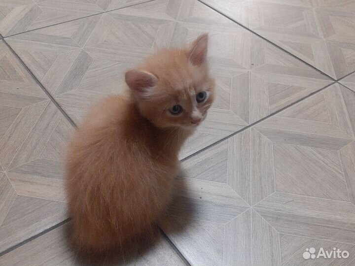 Котятки в добрые руки