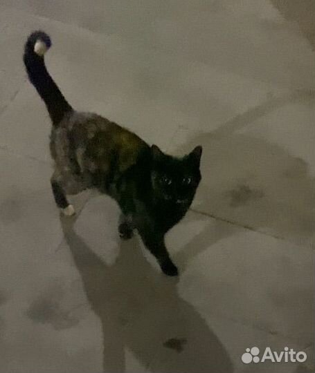 Ищем хозяина