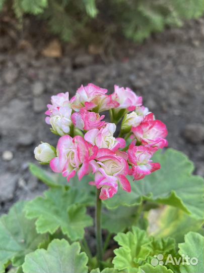 Укорененные черенки пеларгоний