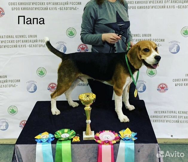 Щенки бигль