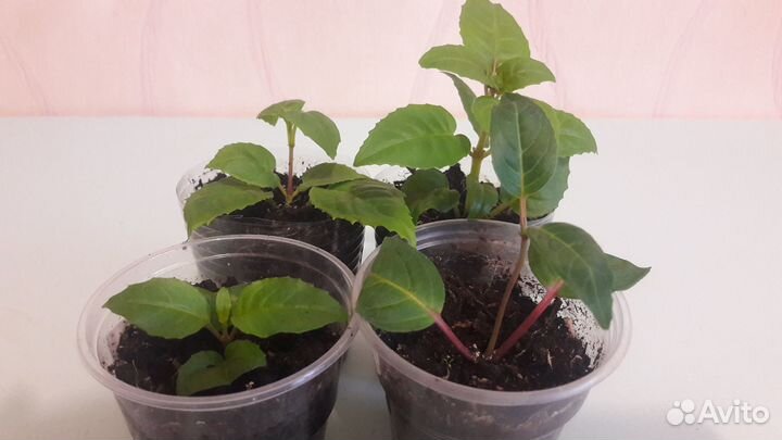 Черенки фуксий