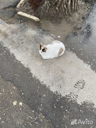 Кошка голубые глаза