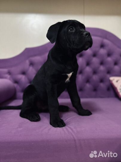 Щенок мальчик Кане Корсо