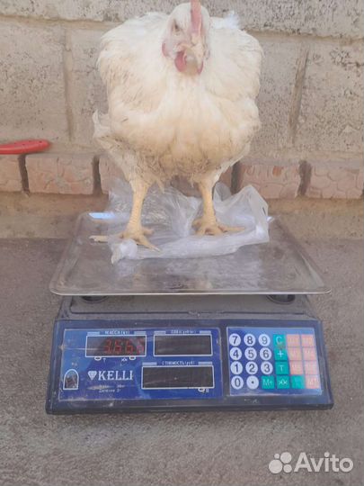 Куры бройлеры