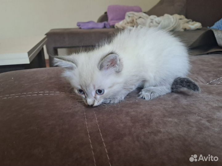 Отдам в добрые руки кошечку