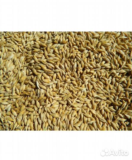 Зерно пшеница