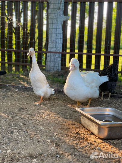 Продаю Яйцо утиное