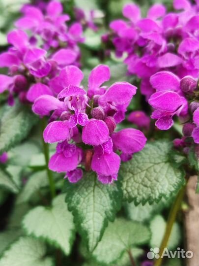 Многолетние почвопокровные цветы