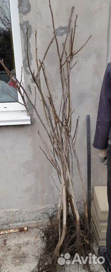 Грецкий орех