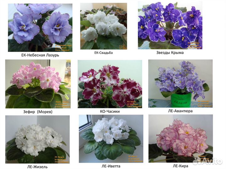 Детки Сортовых фиалок