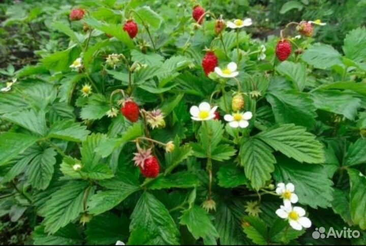 Ремонтантная безусая земляника Руяна