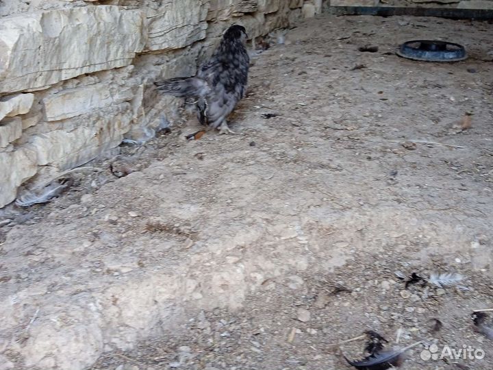 Цыплёнок хищник