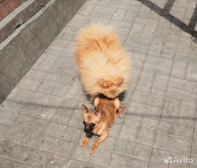 Мальчишка в добрые руки