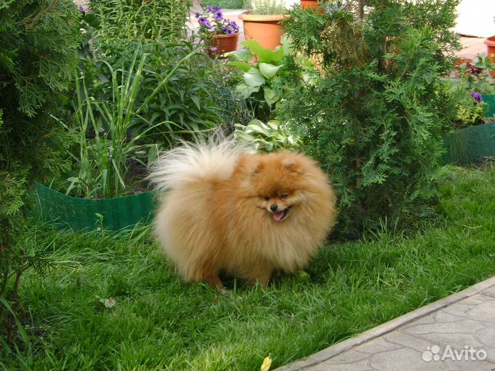 Померанский шпиц