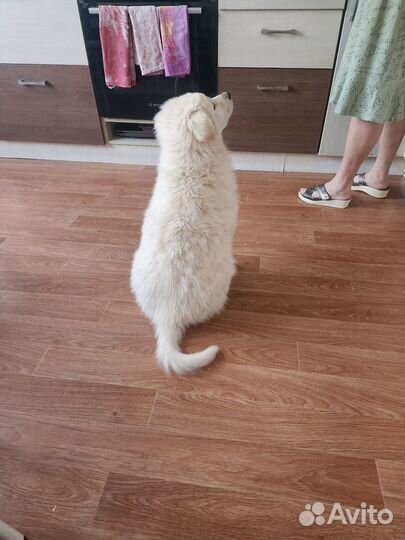 Щенок девочка 3 мес (бесплатно)