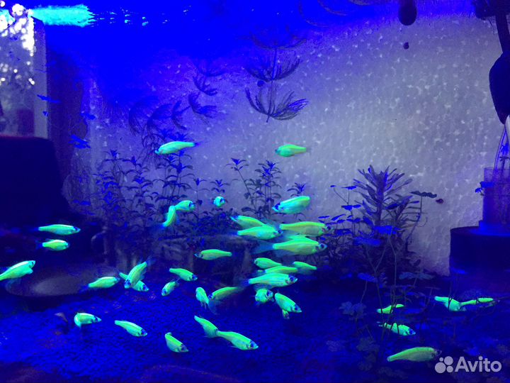 Рыбки Данио Гло салатовые подростки