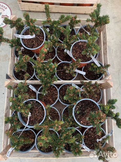 Туя хвойные