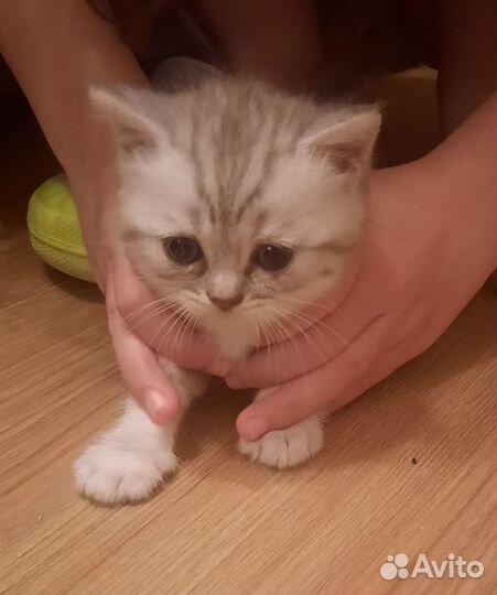 Продам котят