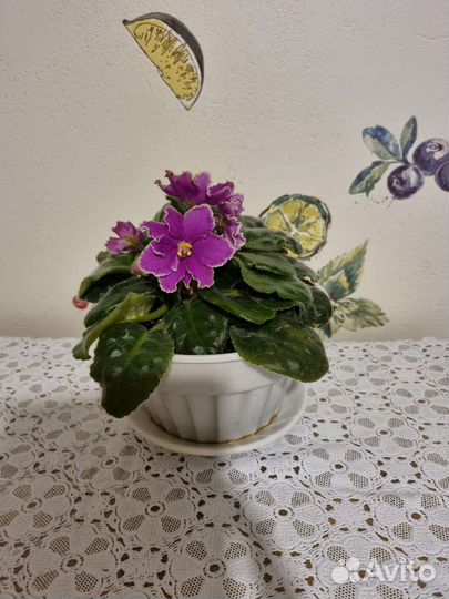 Комнатные цветы, Норильск