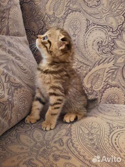 Шотландский вислоухий котёнок