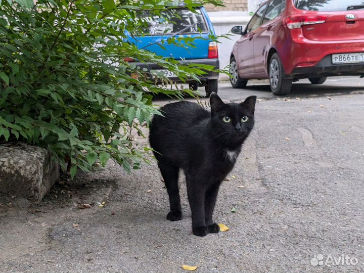 Волшебная черная кошка