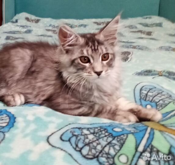 Котята мейн-кун